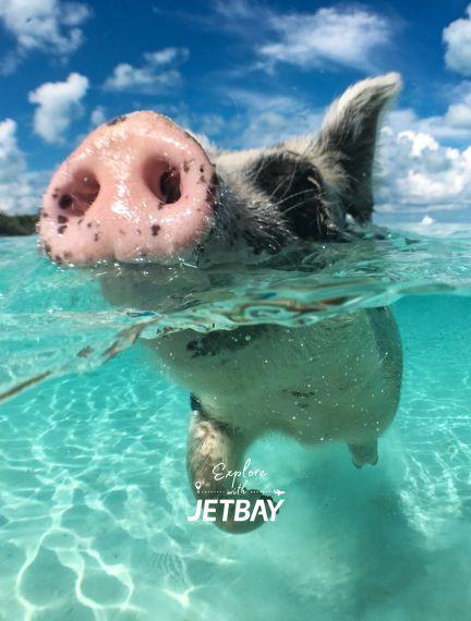 Pig Beach (Big Major Cay)